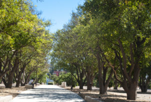 Orange Grove